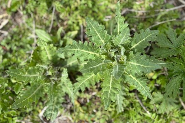 Yedikleri planla zehirlenen 8 çocuktan 6’sı taburcu edildi