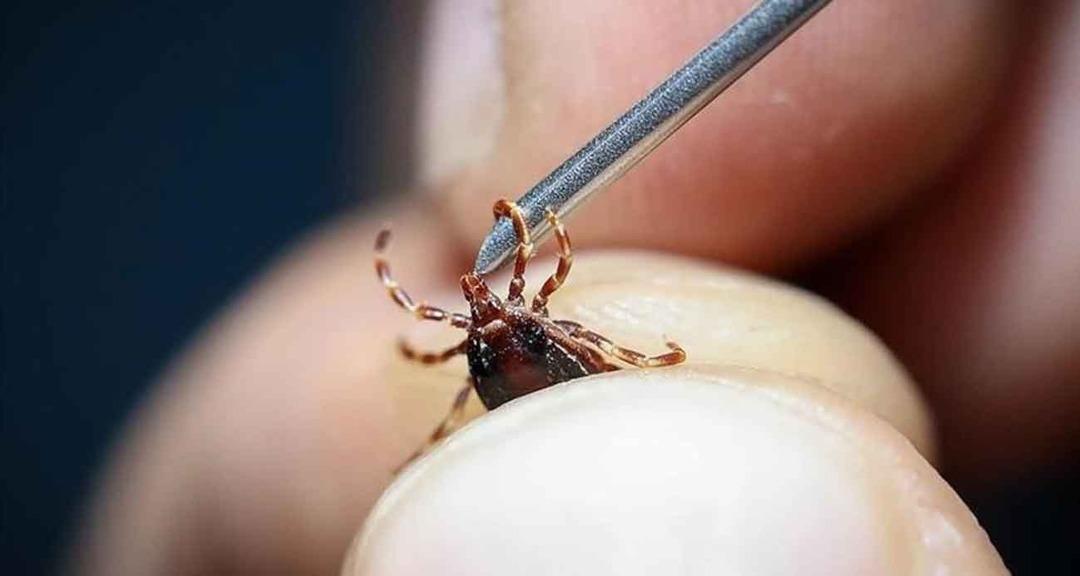 Keneler Tehlike: Lyme hastalığa neden olur: bu semptomlara dikkat! Uzmanlar uyarıyor: 