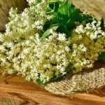 Kışın etki için iyi olan doğal besin maddeleri: Elderberry çiçeği nedir, faydalar nelerdir? Elderberry çiçeği hangi hastalıklar iyi?