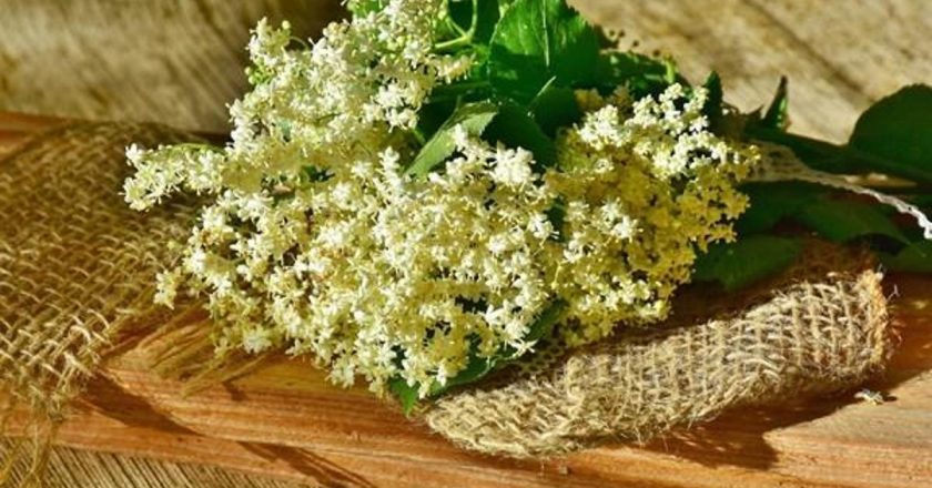 Kışın etki için iyi olan doğal besin maddeleri: Elderberry çiçeği nedir, faydalar nelerdir? Elderberry çiçeği hangi hastalıklar iyi?