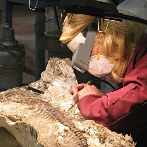 Paleontolog adı nedir? Paleontolog ne yapar, nasıl olunur?