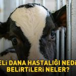 Deli dana hastalığı nasıl bulaşır? Ankara’nın ardından Bolu da ortaya çıktı! Deli dana hastalığı nedir ve belirtileri nelerdir?