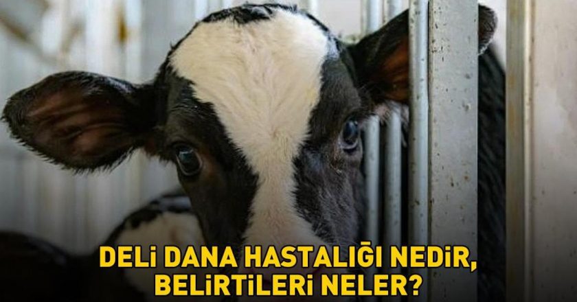 Deli dana hastalığı nasıl bulaşır? Ankara’nın ardından Bolu da ortaya çıktı! Deli dana hastalığı nedir ve belirtileri nelerdir?