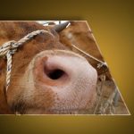 Ankara’dan sonra Bolu! Deli dana paniği… Deli dana hastalığı nedir ve nasıl bulaşır? Deli dana hastalığının belirtileri nelerdir? Kişiden kişiye bulaşabilir mi?