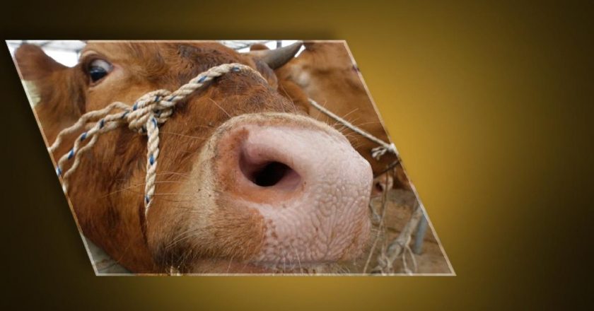 Ankara’dan sonra Bolu! Deli dana paniği… Deli dana hastalığı nedir ve nasıl bulaşır? Deli dana hastalığının belirtileri nelerdir? Kişiden kişiye bulaşabilir mi?